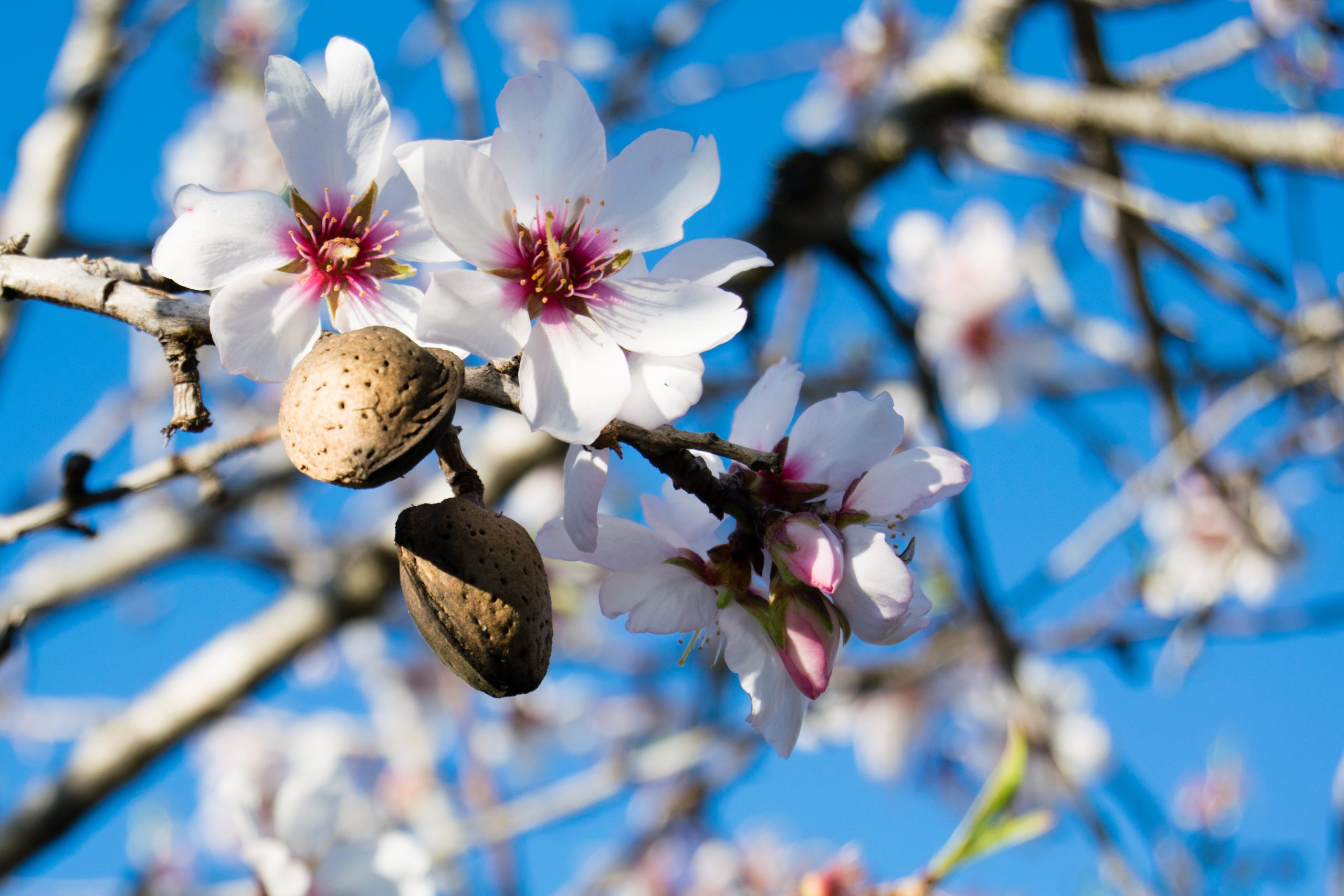 Fira de la Flor d’Ametler | Almond Blossom Fair