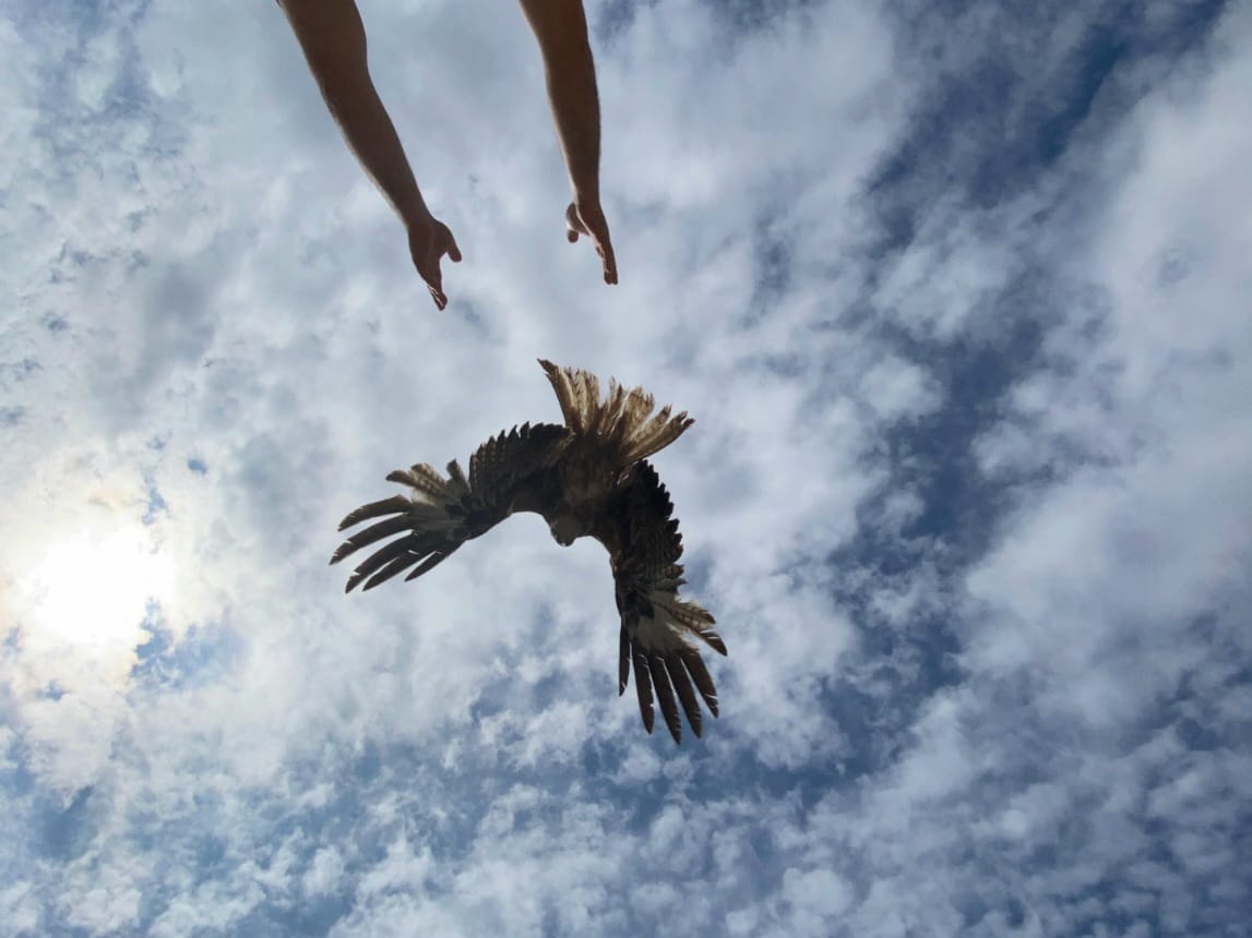Record Numbers of Wild Animals Treated Across the Balearics in 2025