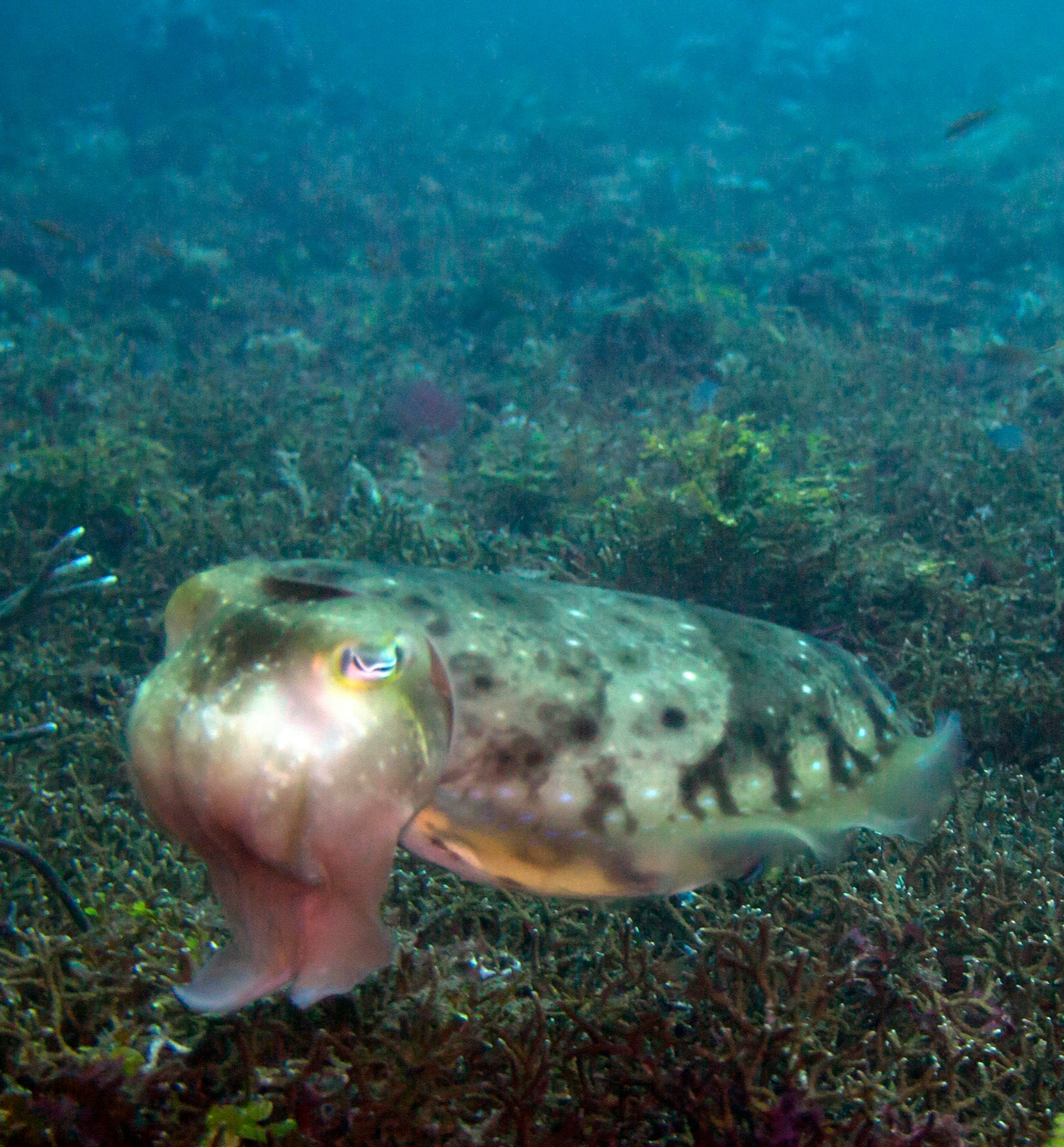 Fira de la Sípia | Cuttlefish Fair in Alcudia