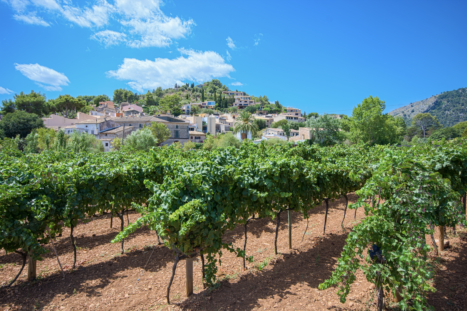 Fira del Vi de Pollença 2026 | Pollença Wine Fair 2026