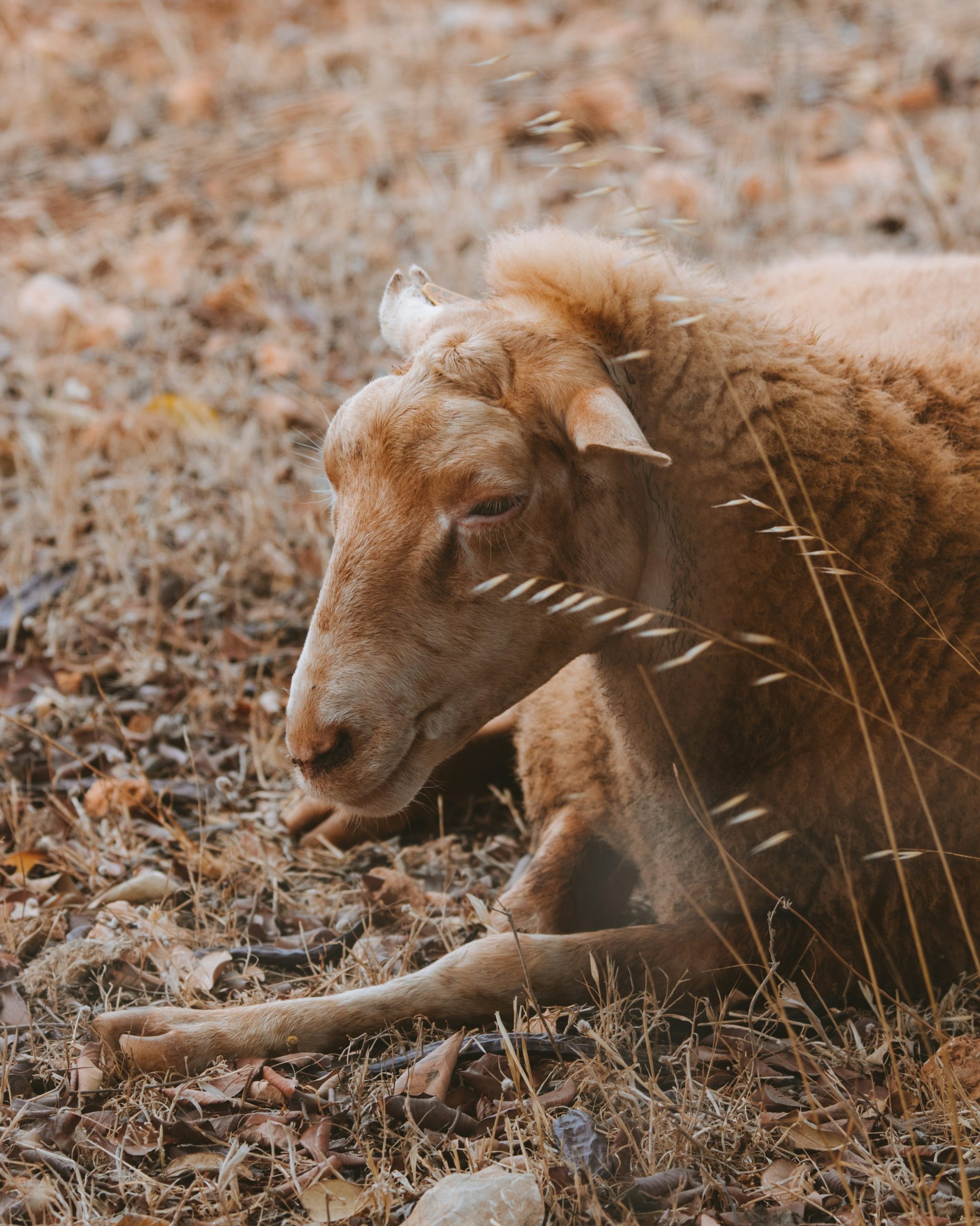 Fira d’Oví i Caprí | Sheep and Goat Fair, Calvià
