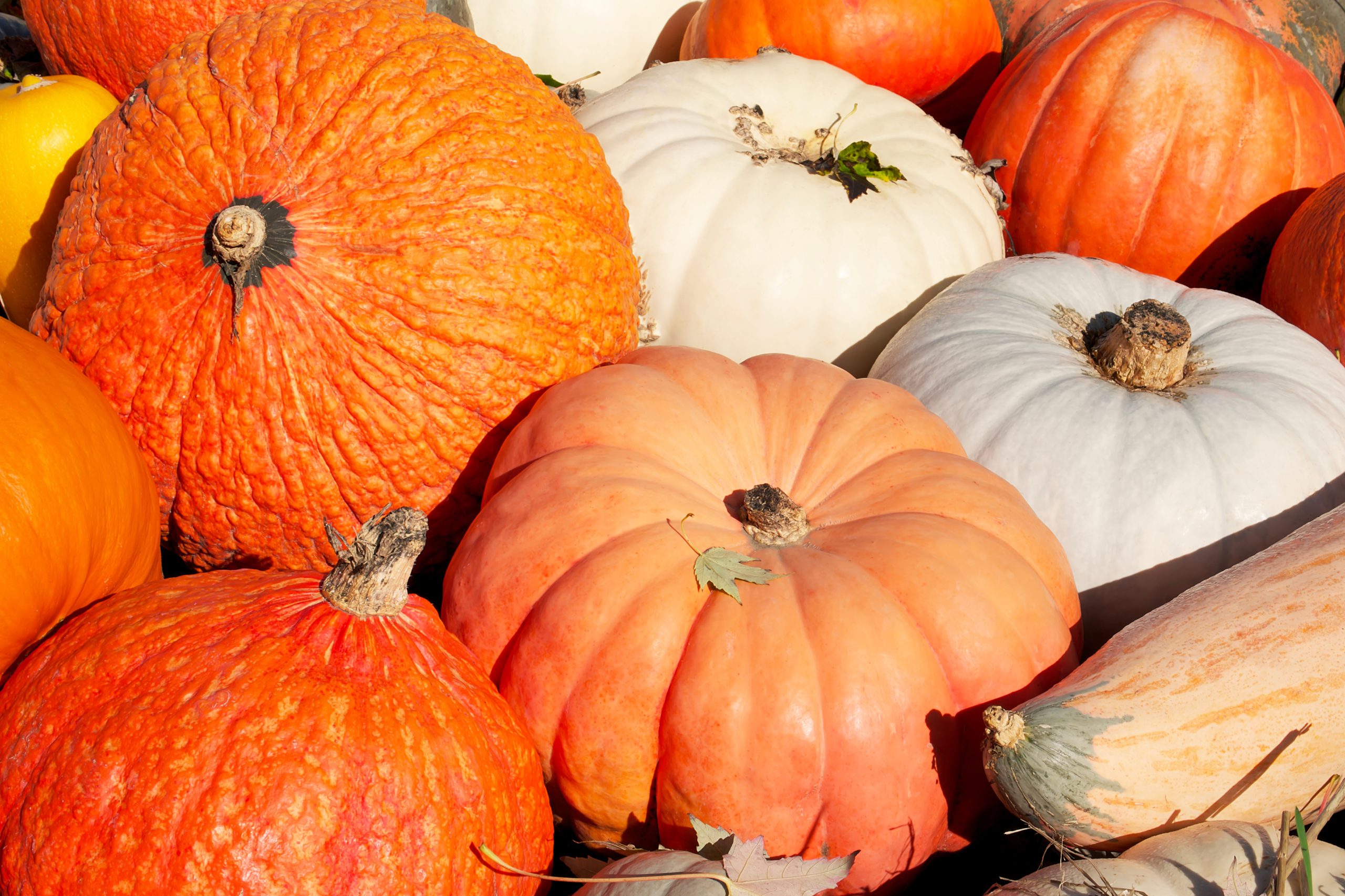 November Events